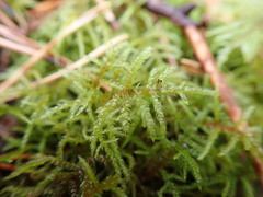 Hylocomiastrum umbratum