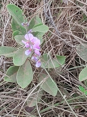 Desmodium incanum