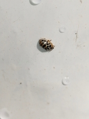 Anisosticta novemdecimpunctata