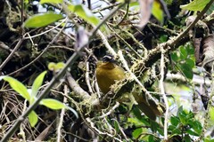 Kleinothraupis atropileus