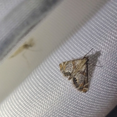 Petrophila jaliscalis
