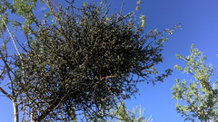 Phoradendron californicum