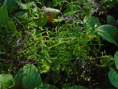 Brassica rapa nipposinica