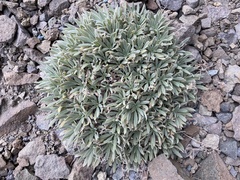 Raillardella argentea