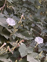 Ipomoea scopulorum