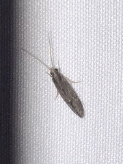 Polycentropodidae