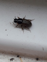 Melinopterus