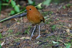 Grallaria alvarezi