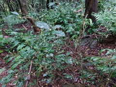 Theaceae