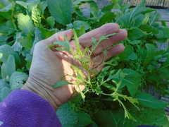 Brassica rapa nipposinica