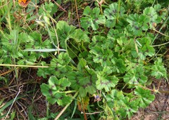 Pelargonium elongatum