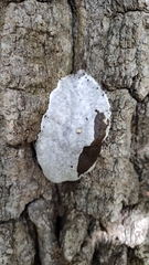 Reticularia