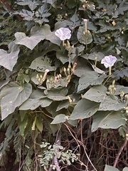 Ipomoea scopulorum
