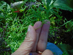 Brassica rapa nipposinica