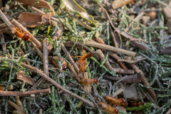 Microhodotermes viator