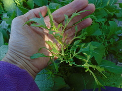 Brassica rapa nipposinica