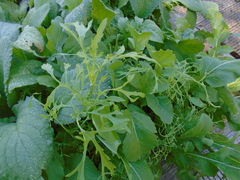 Brassica rapa nipposinica