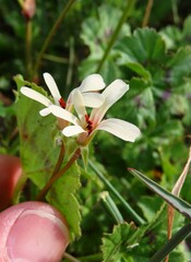 Pelargonium elongatum