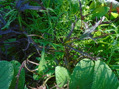 Brassica rapa nipposinica