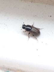 Melinopterus