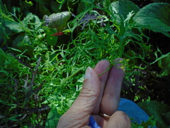 Brassica rapa nipposinica