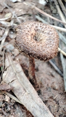 Lentinus crinitus