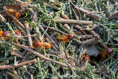 Microhodotermes viator