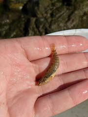 Etheostoma caeruleum