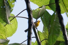 Myioborus ornatus