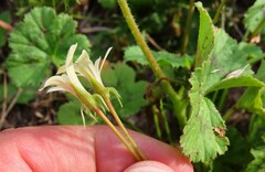 Pelargonium elongatum
