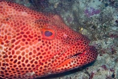 Epinephelus posteli