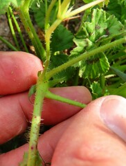Pelargonium elongatum