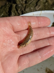 Etheostoma caeruleum