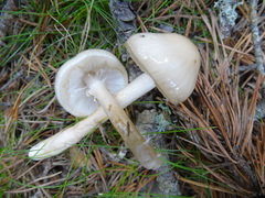 Zhuliangomyces illinitus