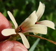 Pelargonium elongatum