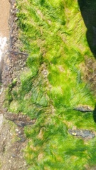 Chlorophyta