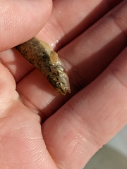 Etheostoma caeruleum