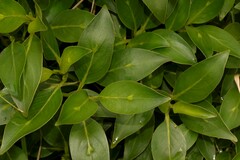 Coprosma lanceolaris