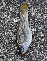 Poecilia latipinna