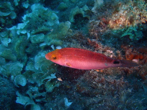 Axillary Wrasse, photo 6 of 10