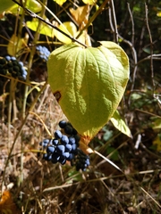 Smilax