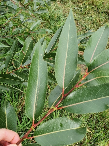 Salix triandra iNat (1)