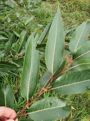 Salix triandra