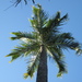 Palms - Photo (c) Tiana Randriamboavonjy, some rights reserved (CC BY-NC)