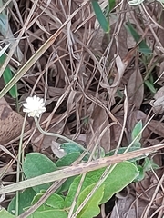 Gomphrenoideae