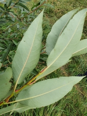 Salix triandra