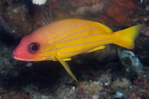 Bluestriped snapper (Lutjanus notatus) — Lutjanidae