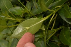 Coprosma lanceolaris