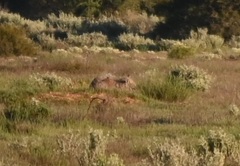 Lasiorhinus latifrons
