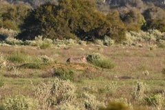 Lasiorhinus latifrons